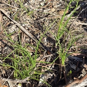 Eryngium ovinum (Blue Devil) at Isaacs, ACT - Yesterday by Mike
