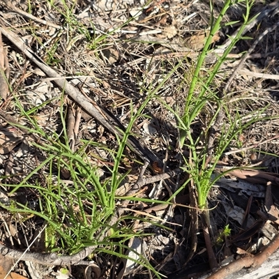 Eryngium ovinum (Blue Devil) at Isaacs, ACT - 3 Oct 2025 by Mike