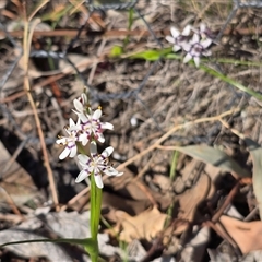 Wurmbea dioica subsp. dioica (Early Nancy) at Isaacs, ACT - 3 Oct 2025 by Mike