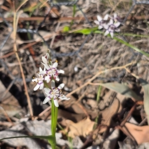 Wurmbea dioica subsp. dioica (Early Nancy) at Isaacs, ACT - Yesterday by Mike