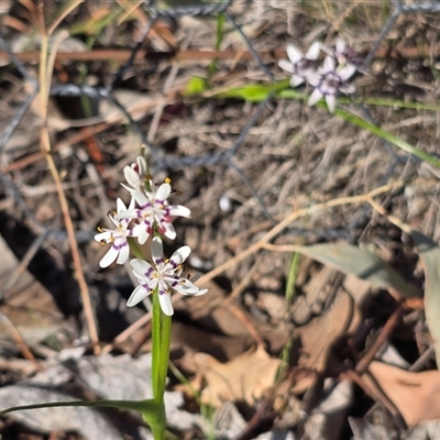 Wurmbea dioica subsp. dioica (Early Nancy) at Isaacs, ACT - 3 Oct 2025 by Mike