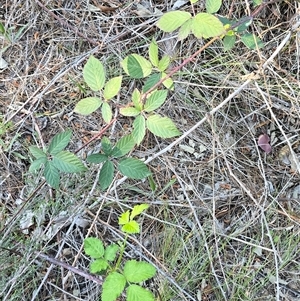 Rubus anglocandicans (Blackberry) at Isaacs, ACT - Yesterday by Mike