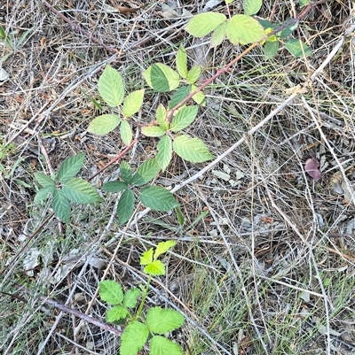 Rubus anglocandicans (Blackberry) at Isaacs, ACT - 3 Oct 2025 by Mike