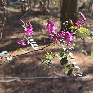 Indigofera australis subsp. australis (Australian Indigo) at Isaacs, ACT - Yesterday by Mike