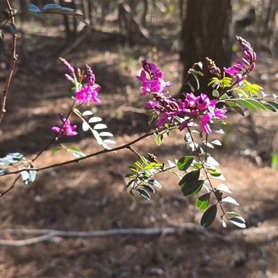 Indigofera australis subsp. australis (Australian Indigo) at Isaacs, ACT - 3 Oct 2025 by Mike