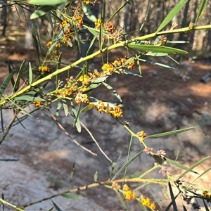 Daviesia mimosoides subsp. mimosoides at Isaacs, ACT - Yesterday by Mike