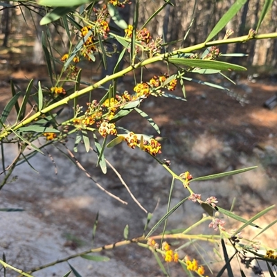 Daviesia mimosoides subsp. mimosoides at Isaacs, ACT - 3 Oct 2025 by Mike