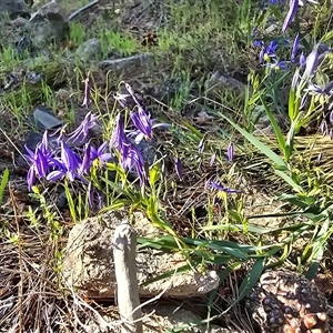 Stypandra glauca (Nodding Blue Lily) at Isaacs, ACT - Yesterday by Mike