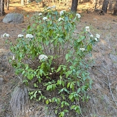 Viburnum tinus (Laurustinus) at Isaacs, ACT - 3 Oct 2025 by Mike