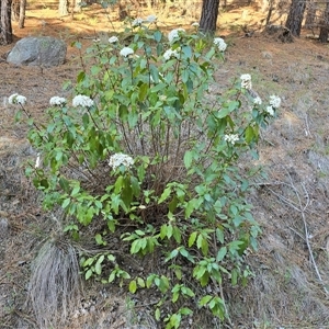 Viburnum tinus (Laurustinus) at Isaacs, ACT - Yesterday by Mike