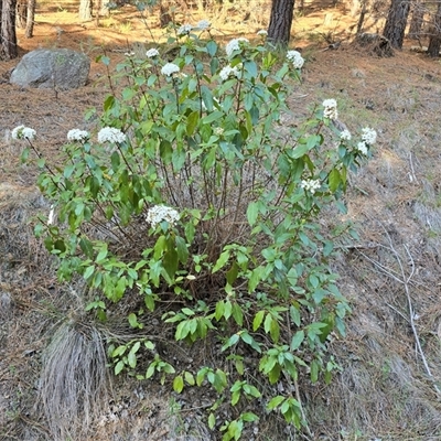 Viburnum tinus (Laurustinus) at Isaacs, ACT - 3 Oct 2025 by Mike