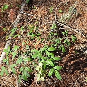 Nandina domestica (Sacred Bamboo) at Isaacs, ACT - Yesterday by Mike