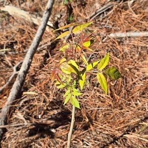 Ailanthus altissima (Tree-of-Heaven) at Isaacs, ACT - Yesterday by Mike