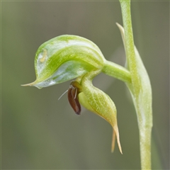 Pterostylis gibbosa (Illawarra Greenhood) at South Nowra, NSW - 1 Sep 2025 by RobG1