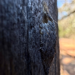 Uraba sp. at Greenleigh, NSW - 3 Oct 2025 12:46 PM