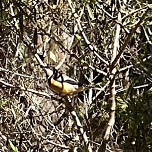 Acanthorhynchus tenuirostris (Eastern Spinebill) at Greenleigh, NSW - Yesterday by Hejor1