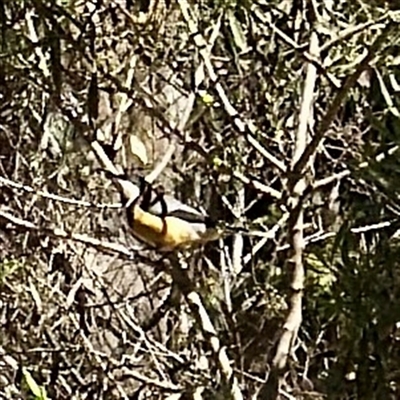 Acanthorhynchus tenuirostris (Eastern Spinebill) at Greenleigh, NSW - 3 Oct 2025 by Hejor1