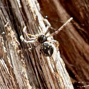 Tharpyna (genus) at Greenleigh, NSW - Yesterday by Hejor1