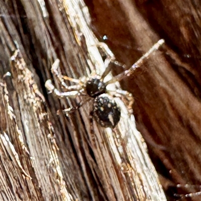 Tharpyna campestrata (Country Crab Spider) at Greenleigh, NSW - 3 Oct 2025 by Hejor1