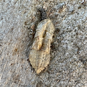Ledromorpha planirostris (A leafhopper) at Greenleigh, NSW - Yesterday by Hejor1