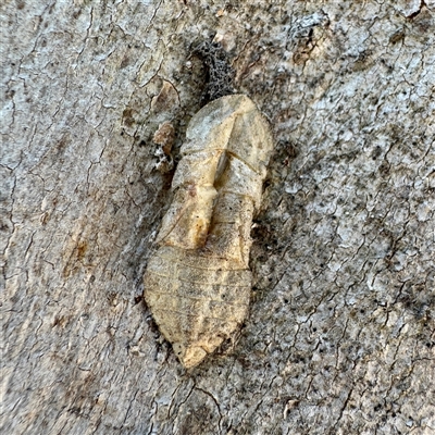 Ledromorpha planirostris (A leafhopper) at Greenleigh, NSW - 3 Oct 2025 by Hejor1