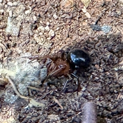 Steatoda sp. (genus) at Greenleigh, NSW - 3 Oct 2025 by Hejor1