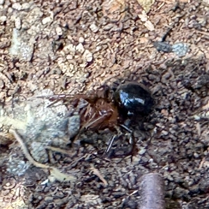Steatoda sp. (genus) at Greenleigh, NSW - Yesterday by Hejor1