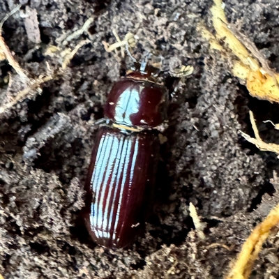Aulacocyclus sp. (genus) at Greenleigh, NSW - 3 Oct 2025 by Hejor1