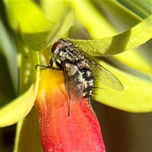 Exorista sp. (genus) at Greenleigh, NSW - Yesterday by Hejor1