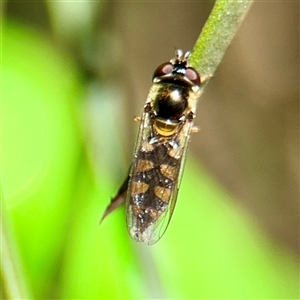 Simosyrphus grandicornis (Common hover fly) at Greenleigh, NSW - Yesterday by Hejor1