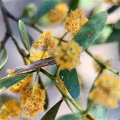 Lepidoscia arctiella (Tower Case Moth) at Greenleigh, NSW - Yesterday by Hejor1