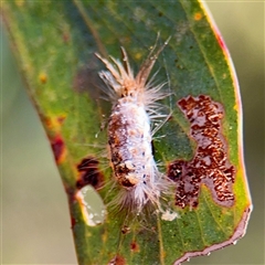 Euproctis (genus) at Greenleigh, NSW - 3 Oct 2025 by Hejor1