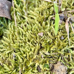 Hypnum cupressiforme at Greenleigh, NSW - Yesterday by Hejor1