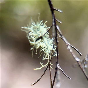 Usnea sp. (genus) at Greenleigh, NSW - Yesterday by Hejor1