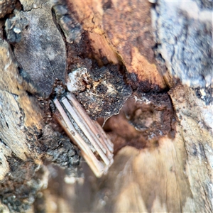 Psychidae (family) IMMATURE (Unidentified case moth or bagworm) at Greenleigh, NSW - Yesterday by Hejor1