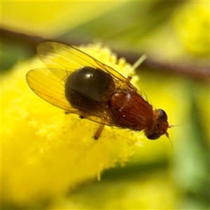 Rhagadolyra magnicornis at Greenleigh, NSW - Yesterday by Hejor1