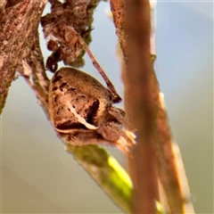 Novakiella trituberculosa at Greenleigh, NSW - 3 Oct 2025 by Hejor1