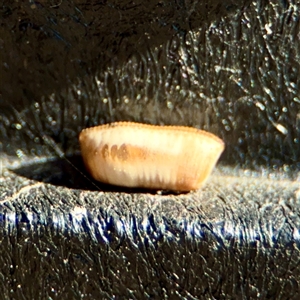 Blattidae sp. (family) (Unidentified blattid cockroach) at Campbell, ACT - Yesterday by Hejor1