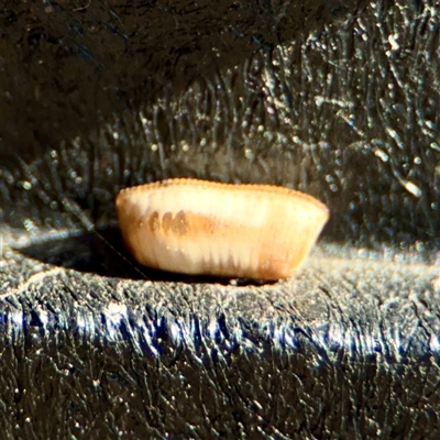 Blattidae sp. (family) (Unidentified blattid cockroach) at Campbell, ACT - 3 Oct 2025 by Hejor1