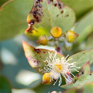 Eucalyptus dives at Campbell, ACT - Yesterday by Hejor1