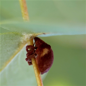Gonipterus sp. (genus) (Eucalyptus Weevil) at Campbell, ACT - Yesterday by Hejor1