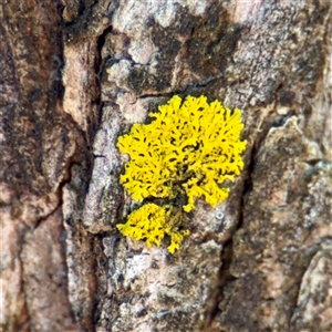 Candelariella sp. at Campbell, ACT - Yesterday by Hejor1