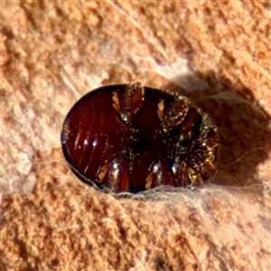 Coccinellidae (family) at Campbell, ACT - Yesterday by Hejor1