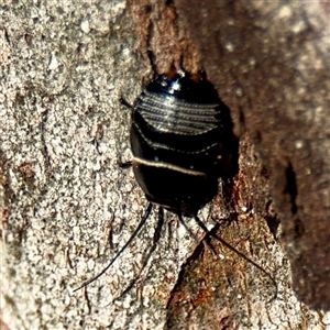 Ellipsidion australe (Austral Ellipsidion cockroach) at Campbell, ACT - Yesterday by Hejor1