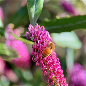 Apis mellifera at Campbell, ACT - Yesterday by Hejor1