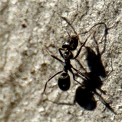 Anonychomyrma sp. (genus) at Campbell, ACT - 3 Oct 2025 by Hejor1