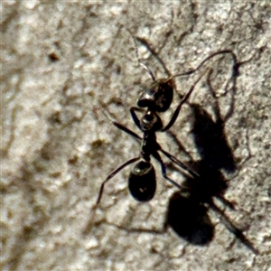 Anonychomyrma sp. (genus) at Campbell, ACT - Yesterday by Hejor1