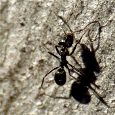 Anonychomyrma sp. (genus) at Campbell, ACT - 3 Oct 2025 by Hejor1