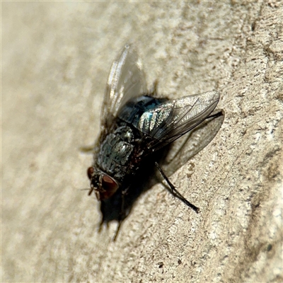Calliphora vicina (European bluebottle) at Campbell, ACT - Yesterday by Hejor1