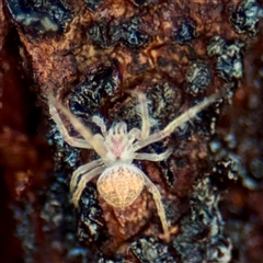 Araneinae (subfamily) at Campbell, ACT - 3 Oct 2025 by Hejor1